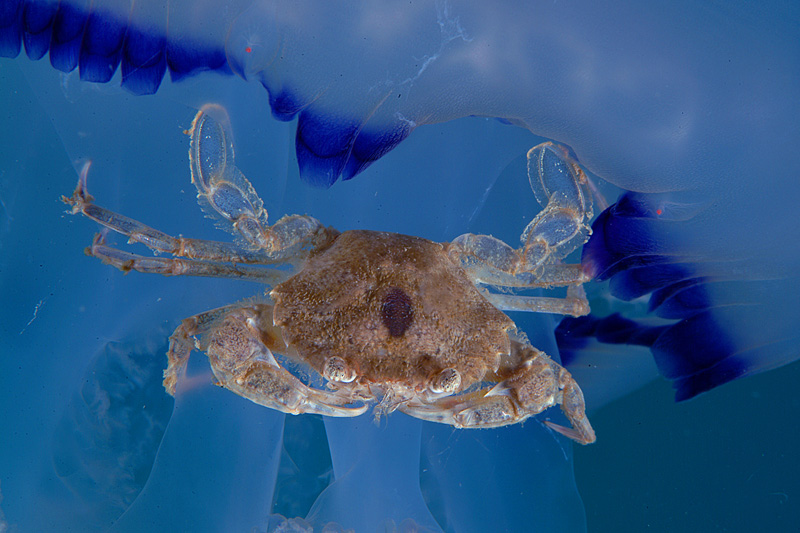 Liocarcinus vernalis su Rhizostoma pulmo